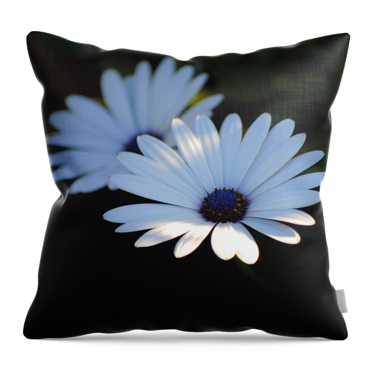 Blue Throw Pillow featuring the photograph Dramatic Daisies by Jai Johnson