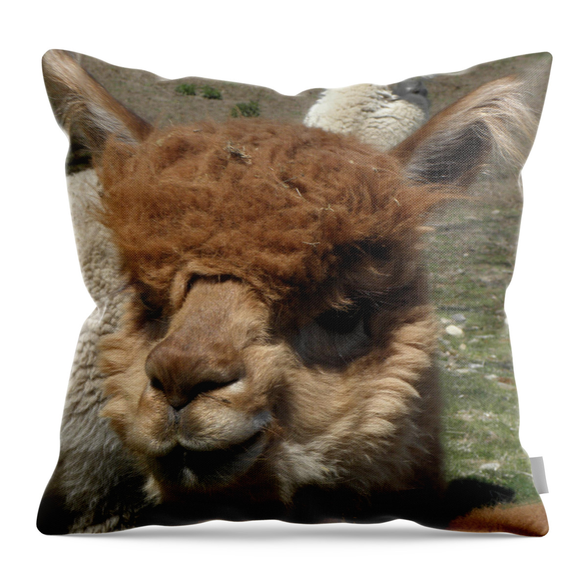 Alpaca Throw Pillow featuring the photograph Ewok by Kim Galluzzo Wozniak