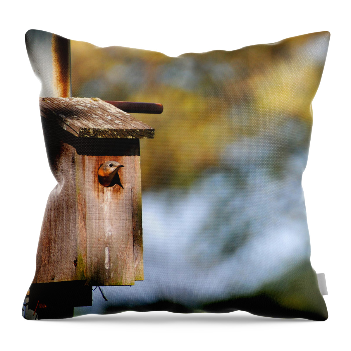 Avian Throw Pillow featuring the photograph Female Eastern Bluebird by Jai Johnson