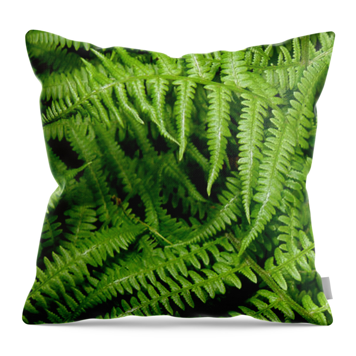 Ferns Throw Pillow featuring the photograph Ferns by Kim Galluzzo Wozniak