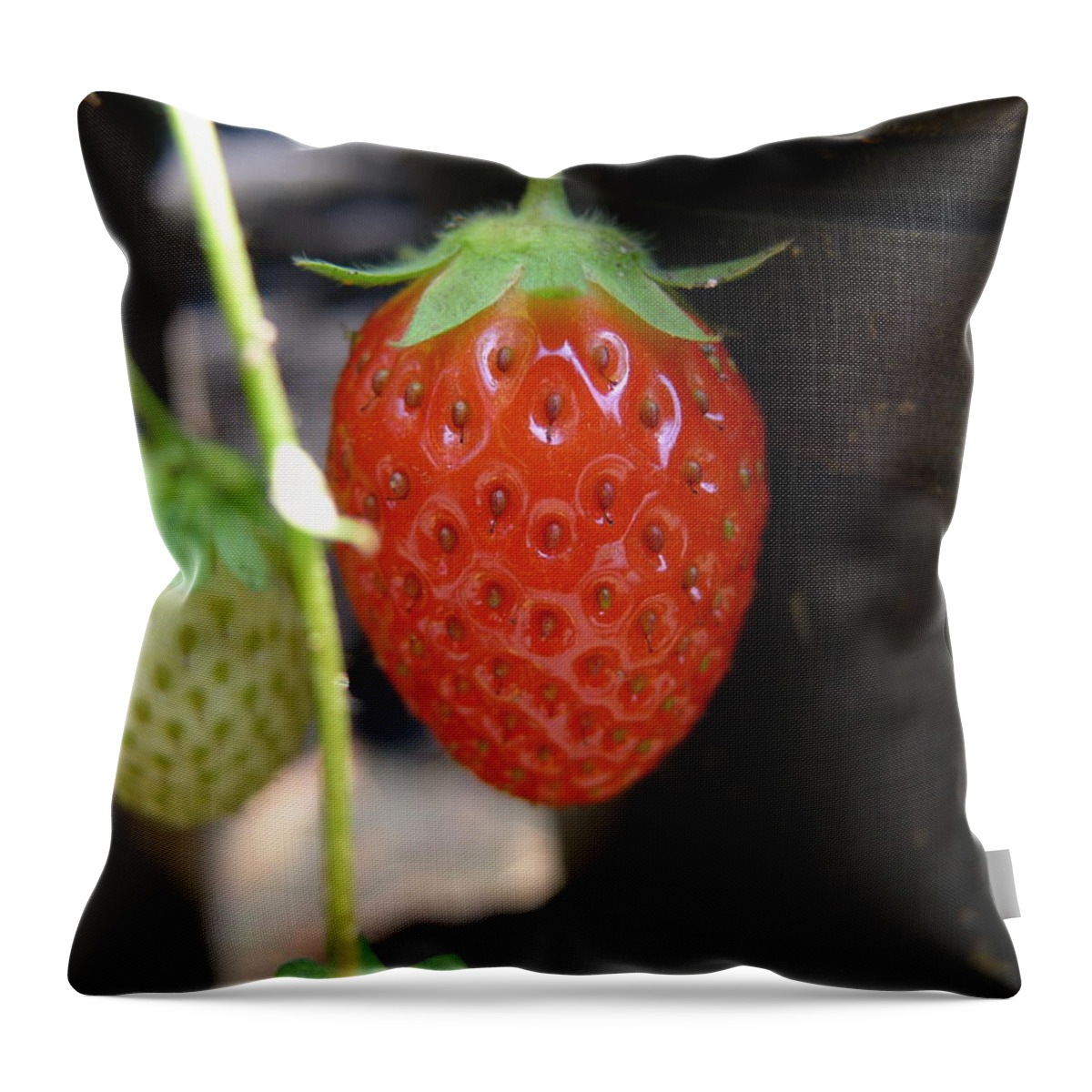 Strawberry Throw Pillow featuring the photograph First of the year by Richard Reeve
