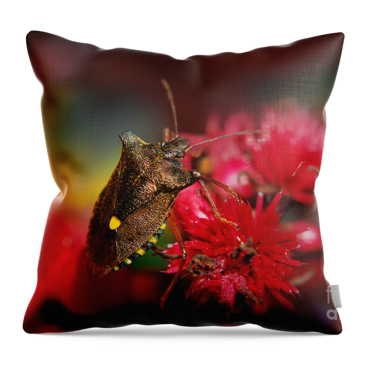 Yhun Suarez Throw Pillow featuring the photograph Forest Bug - Pentatoma Rufipes by Yhun Suarez