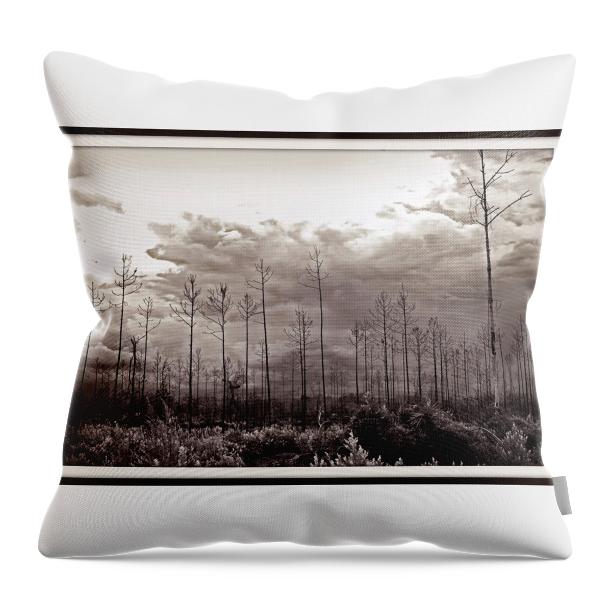 Tree Throw Pillow featuring the photograph Forest Regrowth by Farol Tomson
