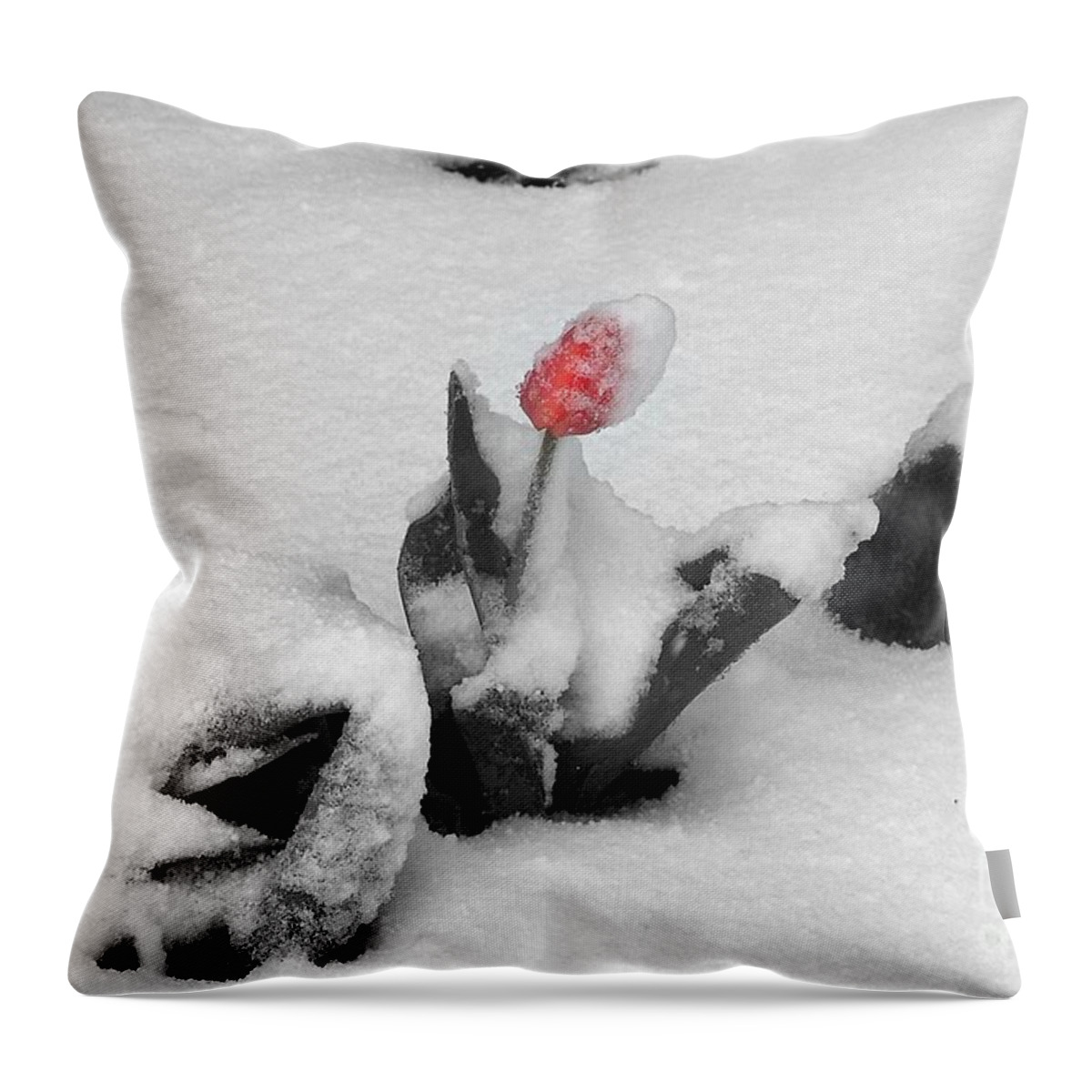 Tulips Throw Pillow featuring the photograph Frosted Pink by Dorrene BrownButterfield