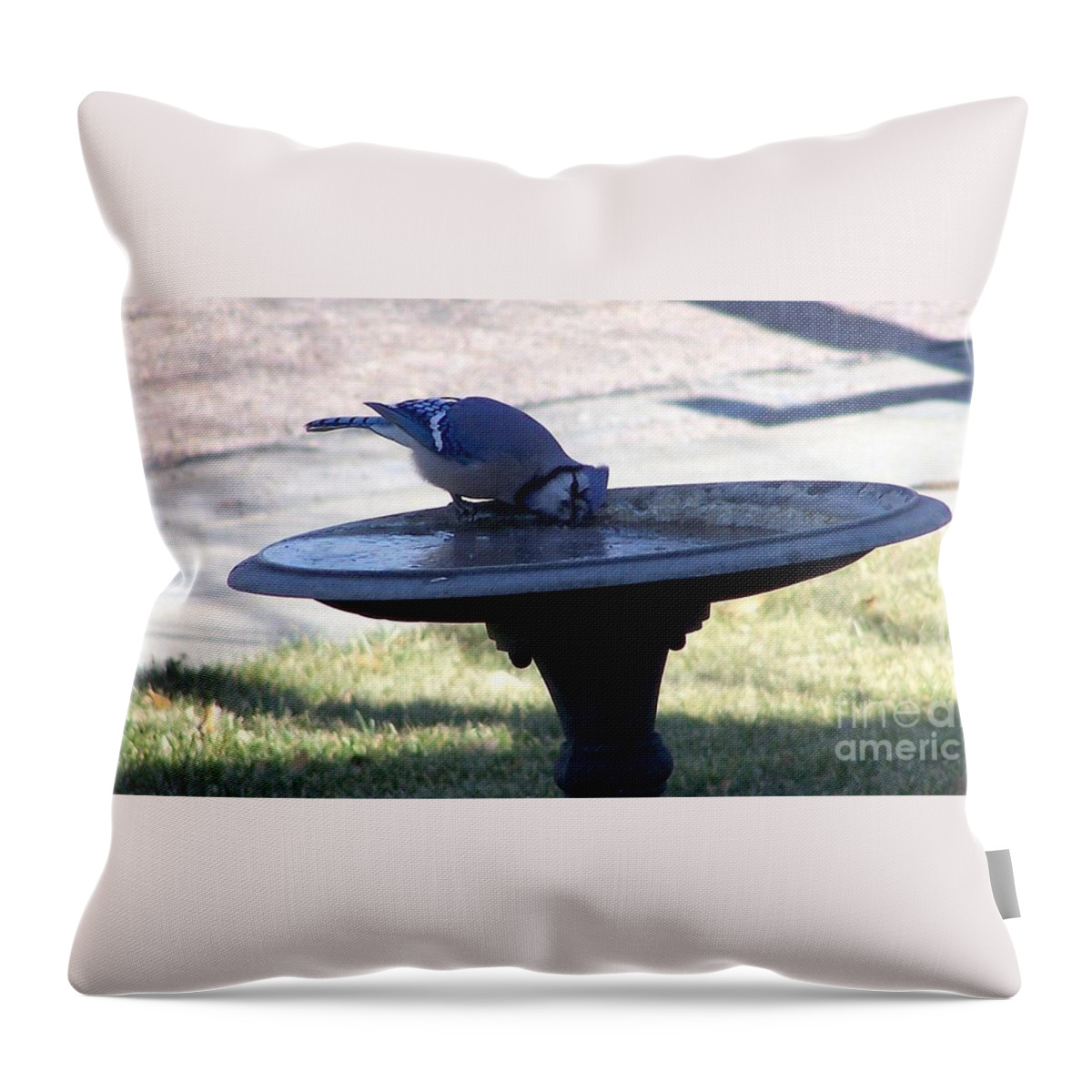 Blue Jay Throw Pillow featuring the photograph Frustration by Dorrene BrownButterfield