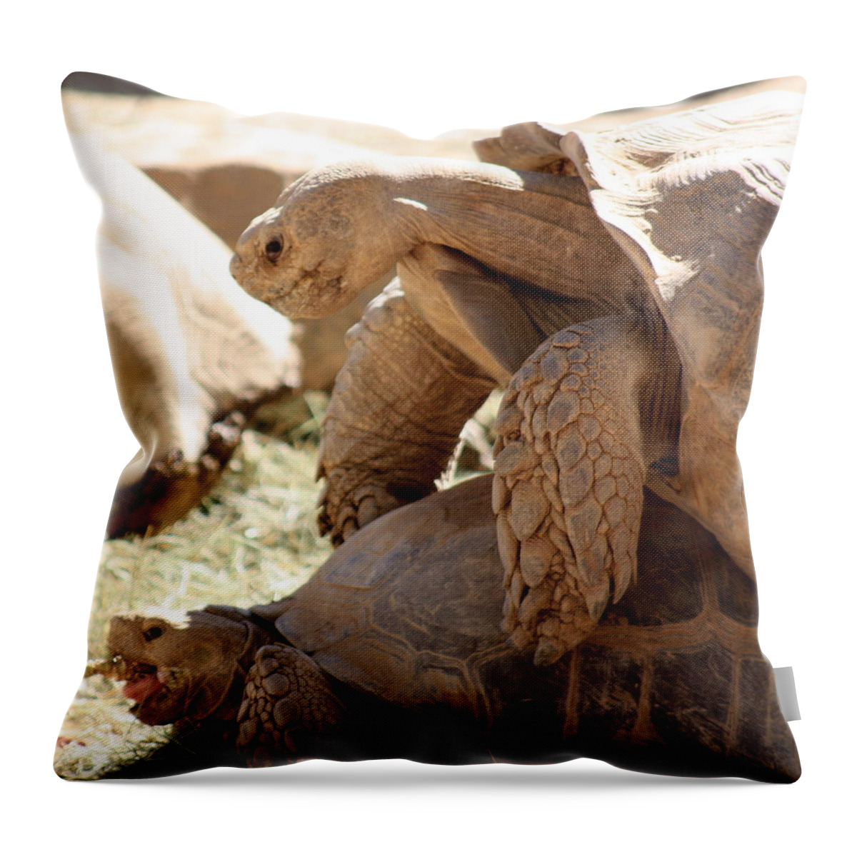 Tortoise Throw Pillow featuring the photograph Get a room by Kim Galluzzo Wozniak