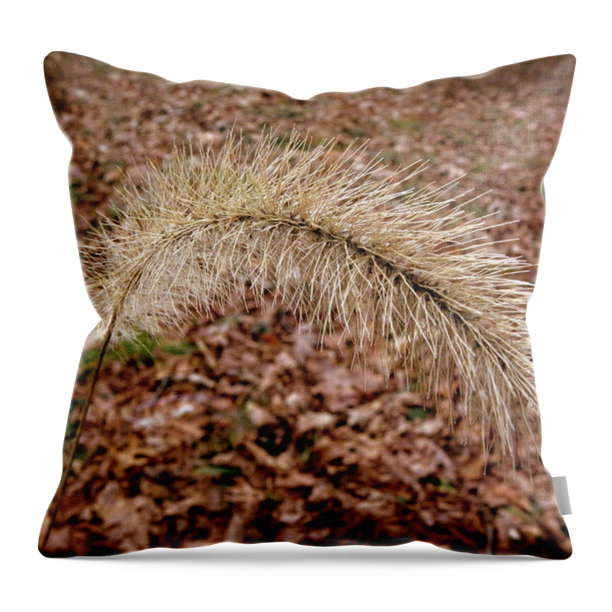 Grassy Throw Pillow featuring the photograph Grass Fuzzy by Kim Galluzzo Wozniak