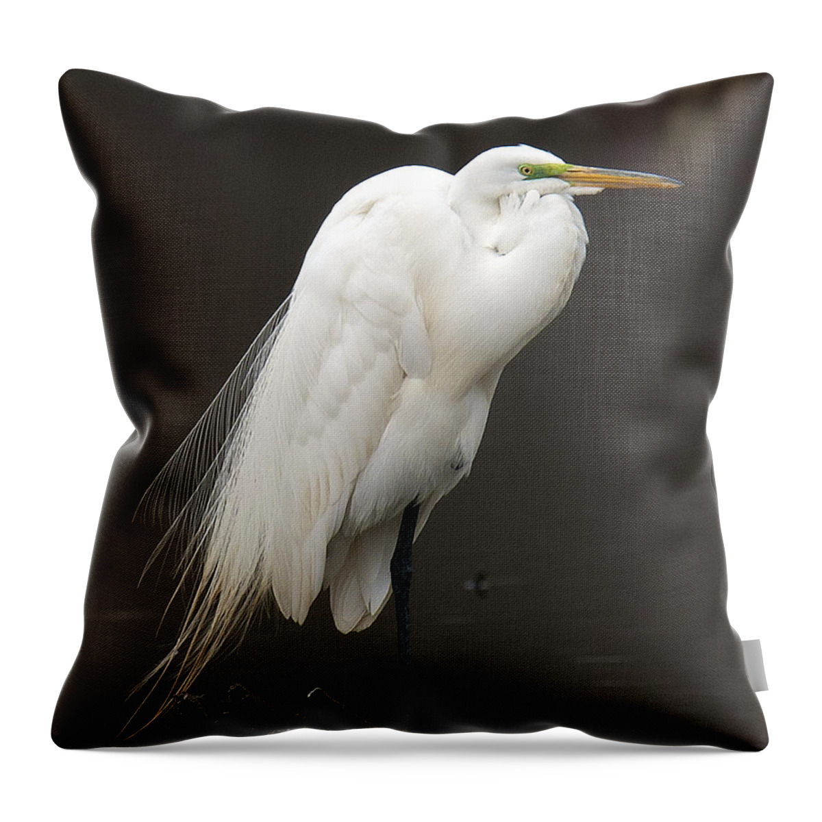 Marsh Throw Pillow featuring the photograph Great Egret Resting DMSB0036 by Gerry Gantt