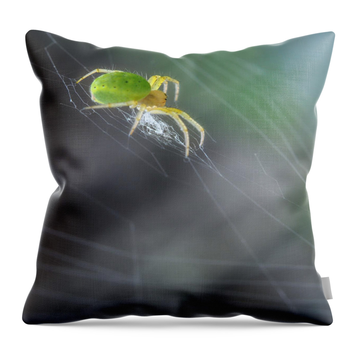 Yhun Suarez Throw Pillow featuring the photograph Green Spider 1.0 by Yhun Suarez