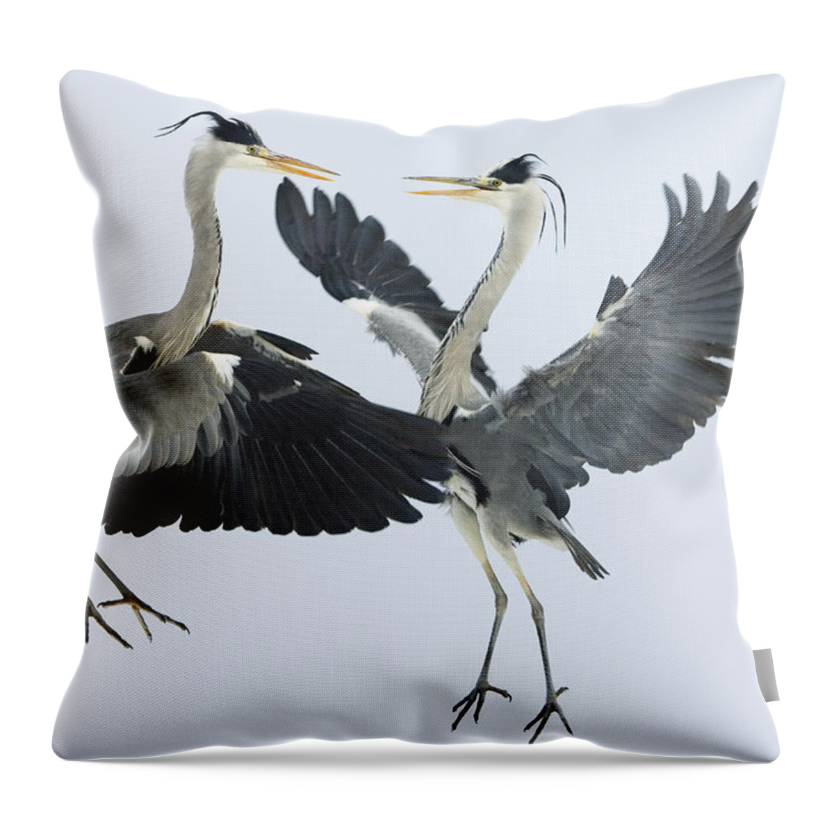 Mp Throw Pillow featuring the photograph Grey Heron Ardea Cinerea Pair Fighting by Konrad Wothe