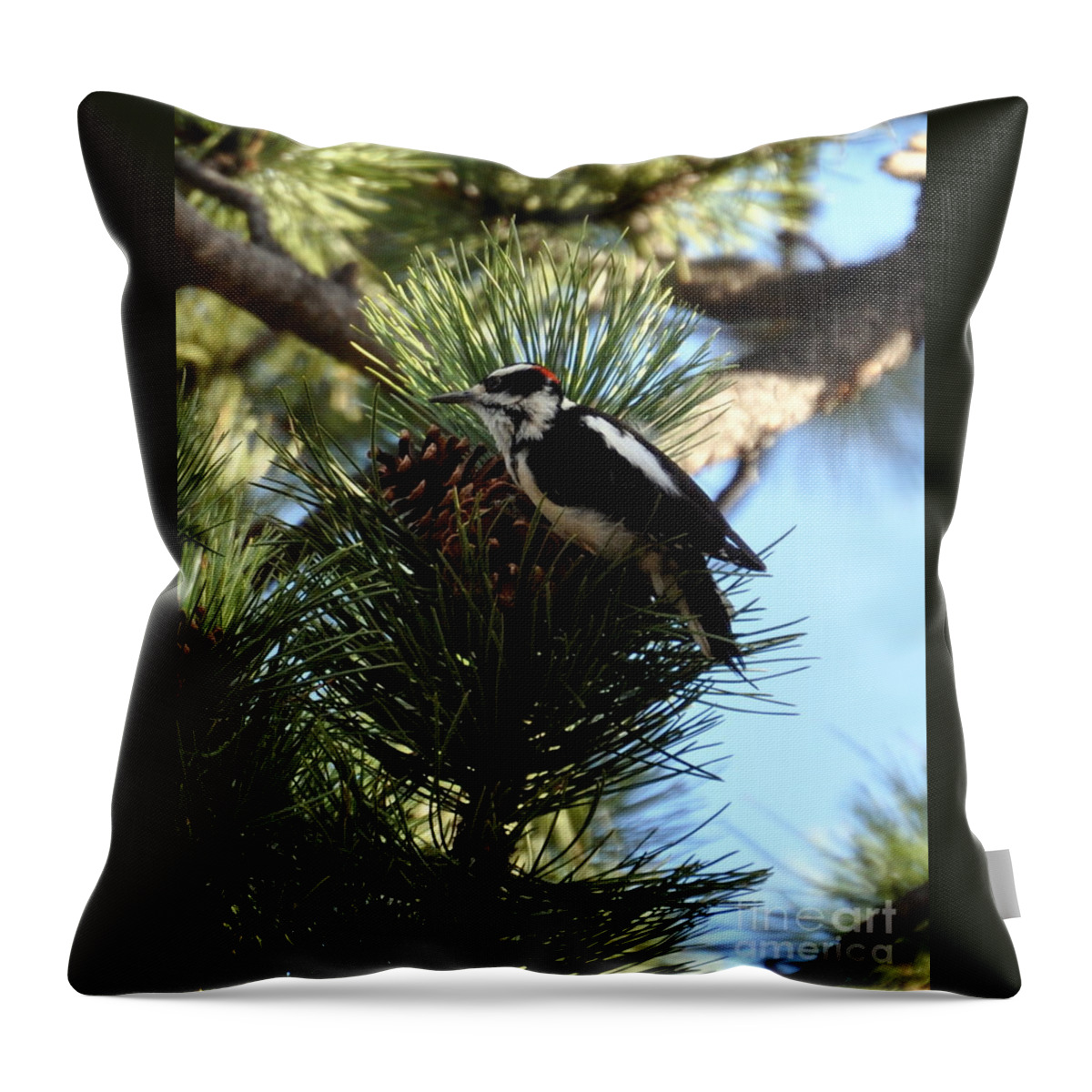 Woodpecker Throw Pillow featuring the photograph Hairy Woodpecker on Pine Cone by Dorrene BrownButterfield