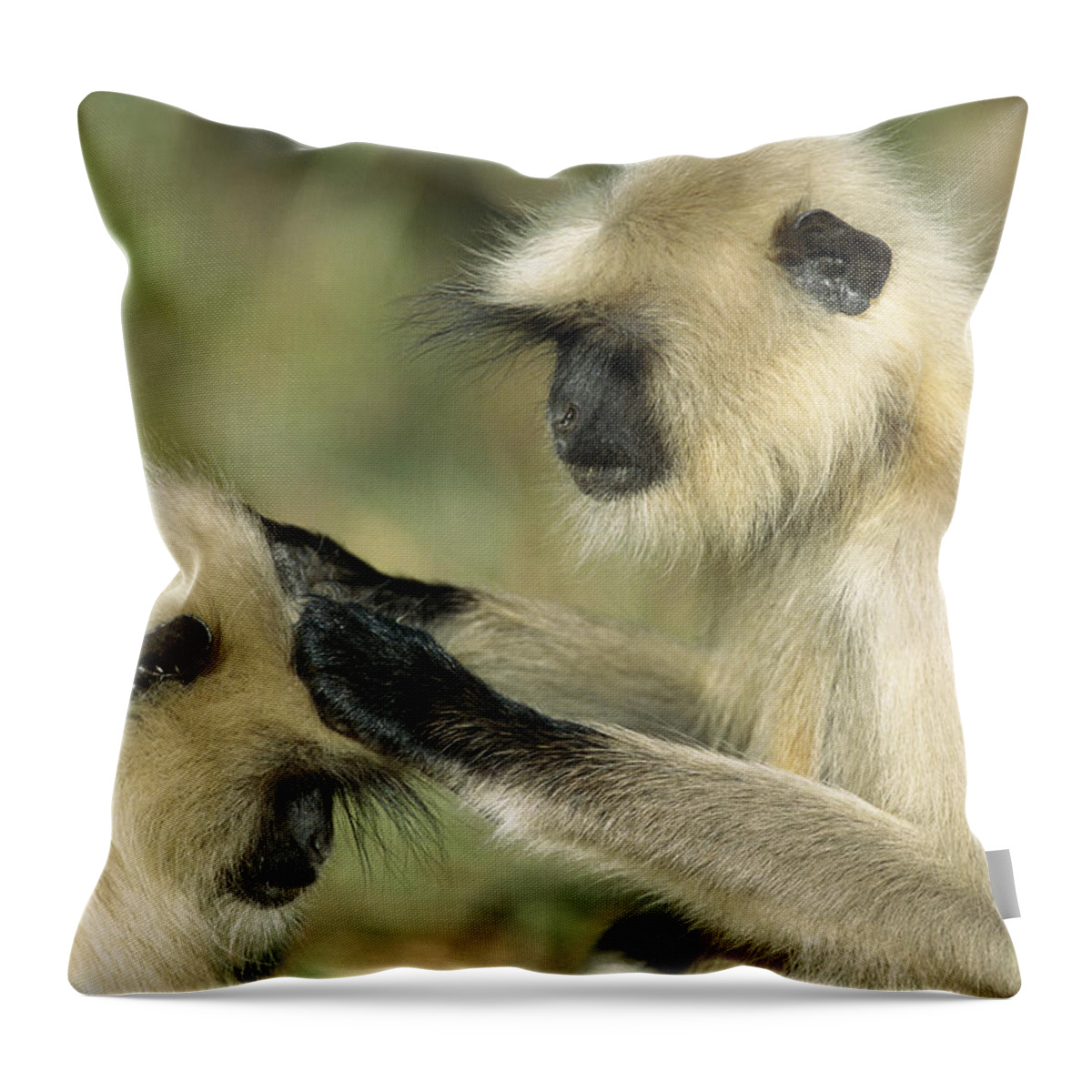 00620106 Throw Pillow featuring the photograph Hanuman Langurs Grooming India by Cyril Ruoso