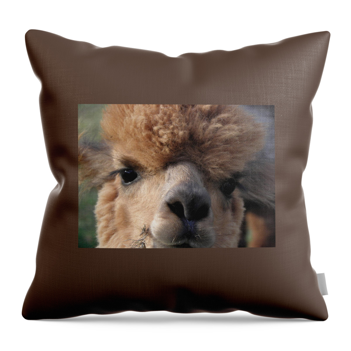 Alpaca Throw Pillow featuring the photograph Hello can I help you by Kim Galluzzo Wozniak