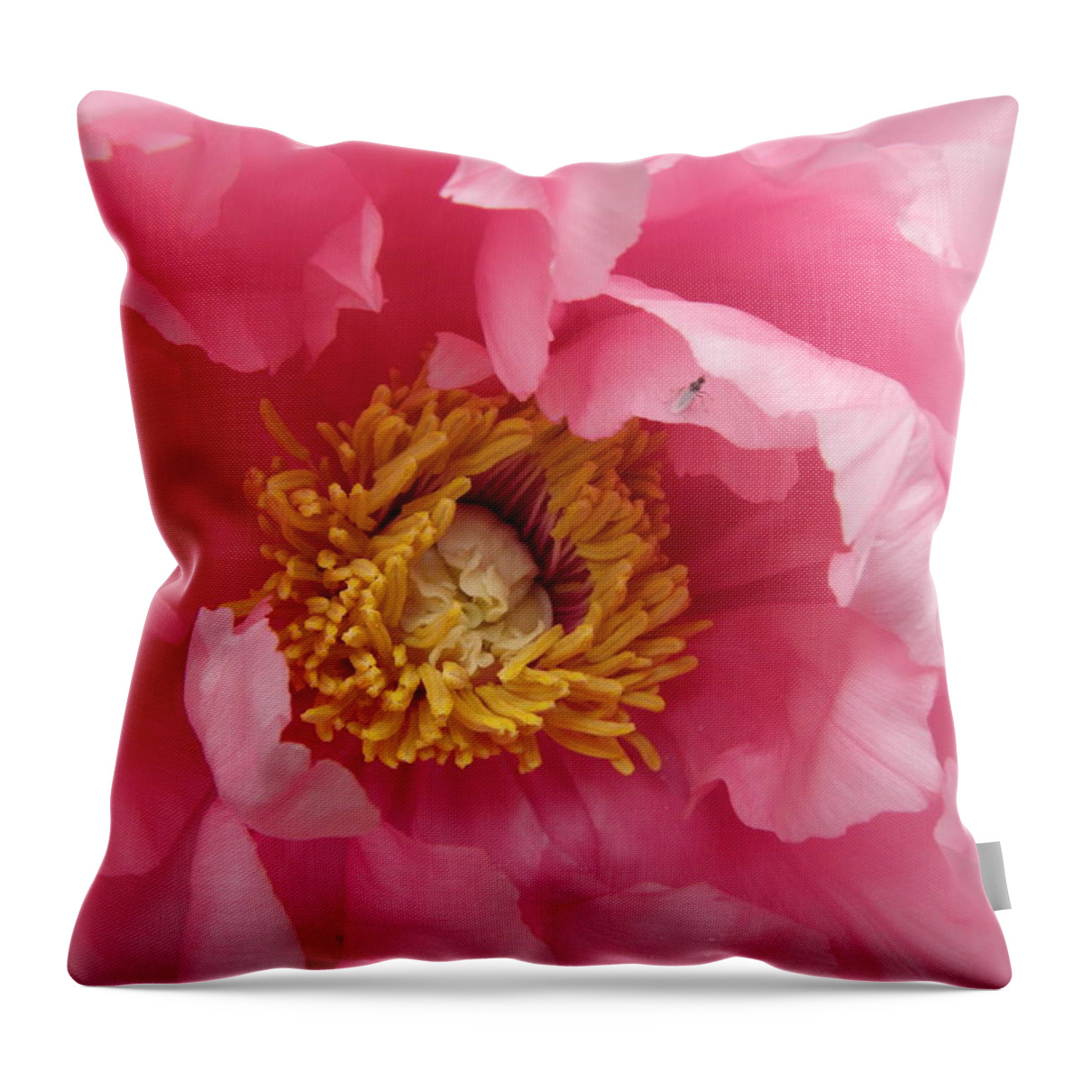 Pink Throw Pillow featuring the photograph hello PINK by Kim Galluzzo Wozniak