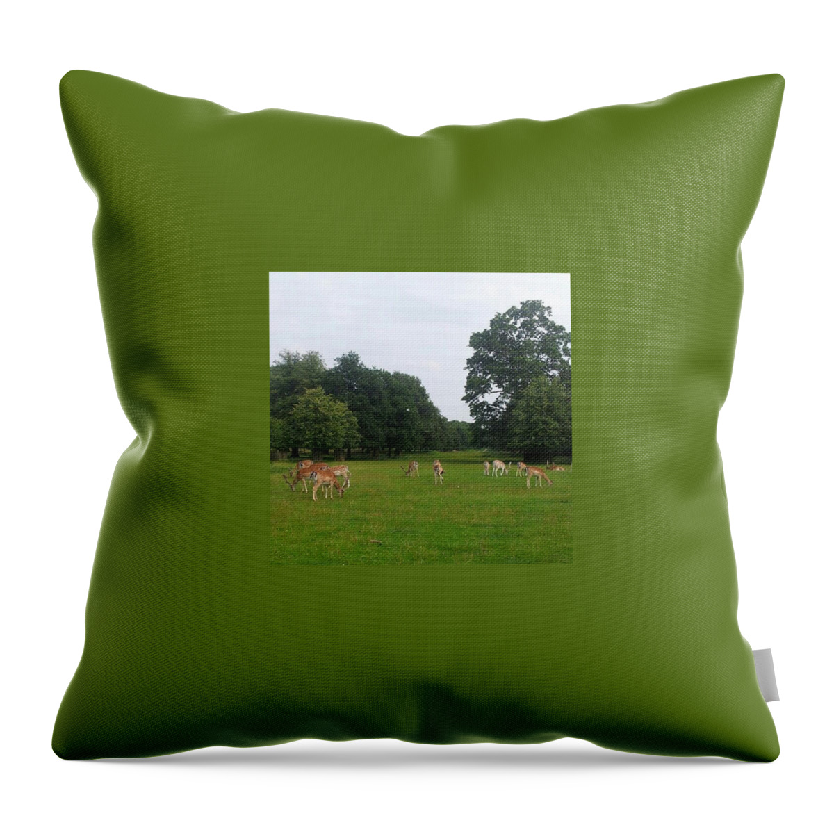Deer Throw Pillow featuring the photograph Herd by Abbie Shores
