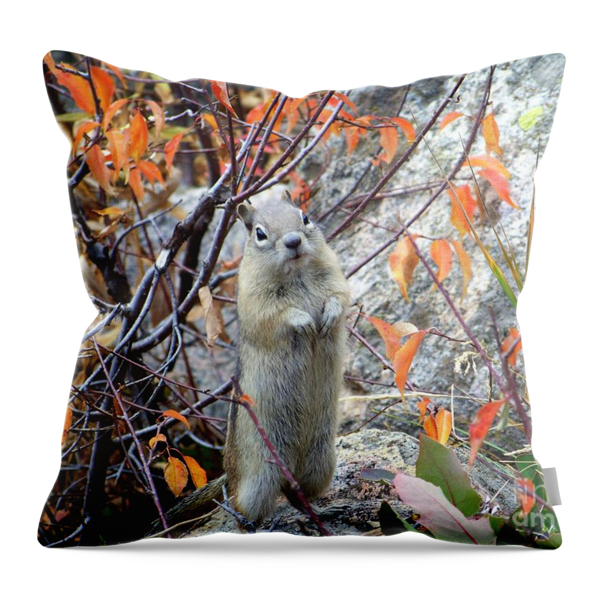 Ground Squirrel Throw Pillow featuring the photograph Hey There by Dorrene BrownButterfield