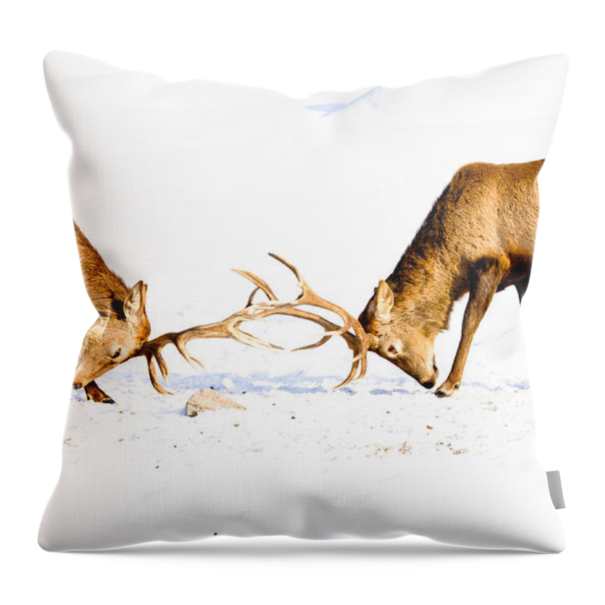 Wapiti Throw Pillow featuring the photograph Horns a Plenty by Cheryl Baxter