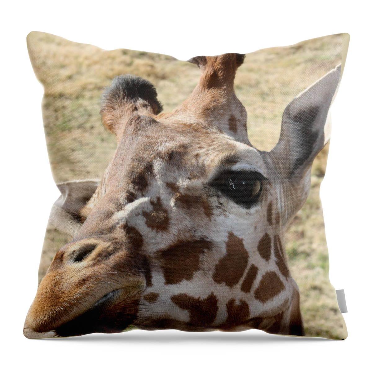 Giraffe Throw Pillow featuring the photograph I see you by Kim Galluzzo Wozniak