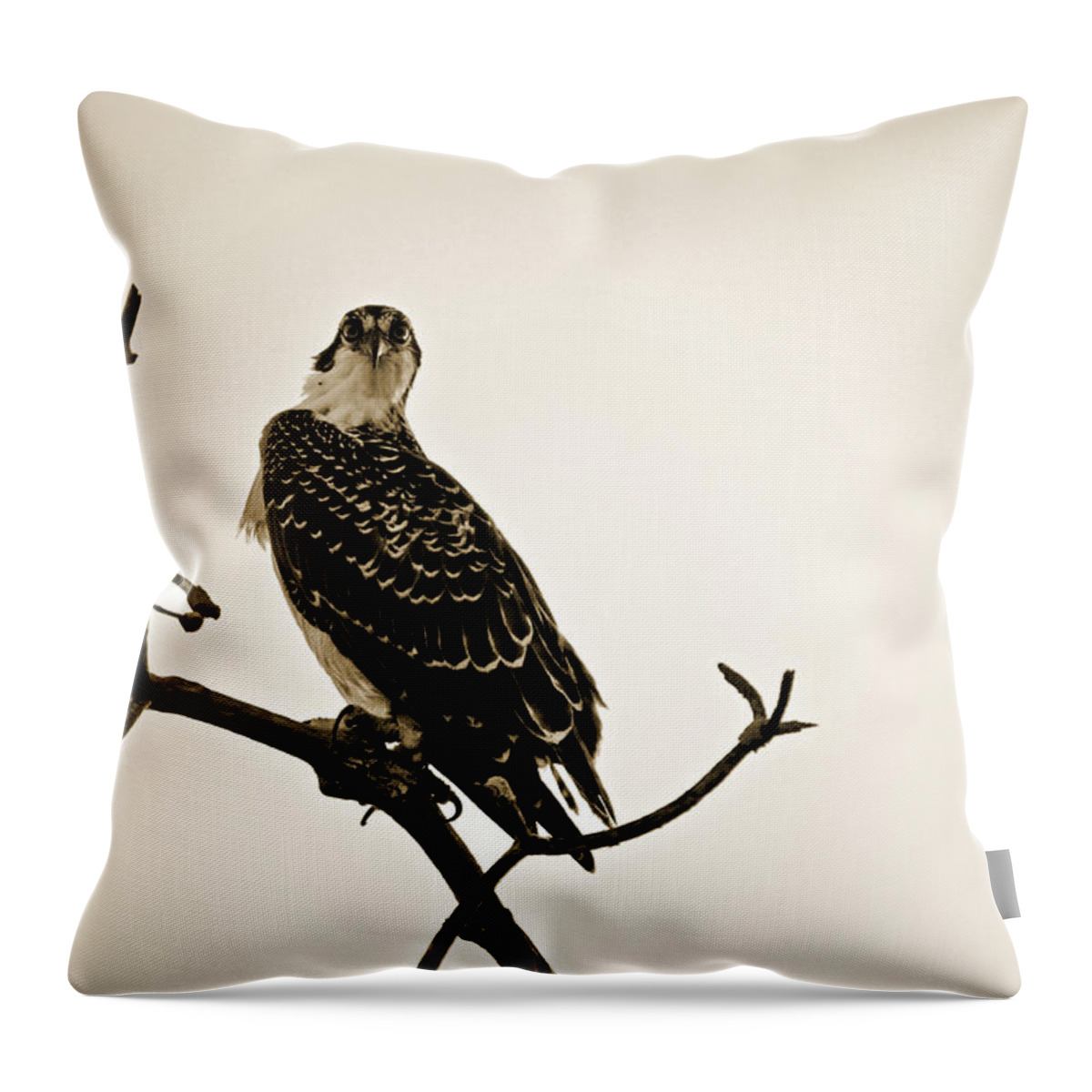 Osprey Throw Pillow featuring the photograph iSpy Osprey by Christine Stonebridge