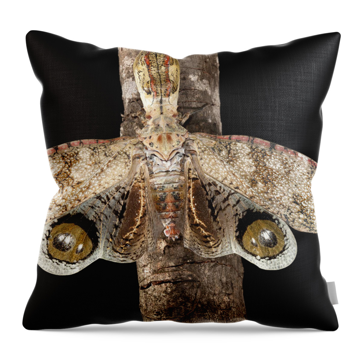 Mp Throw Pillow featuring the photograph Lantern Bug Fulgora Laternaria by Christian Ziegler
