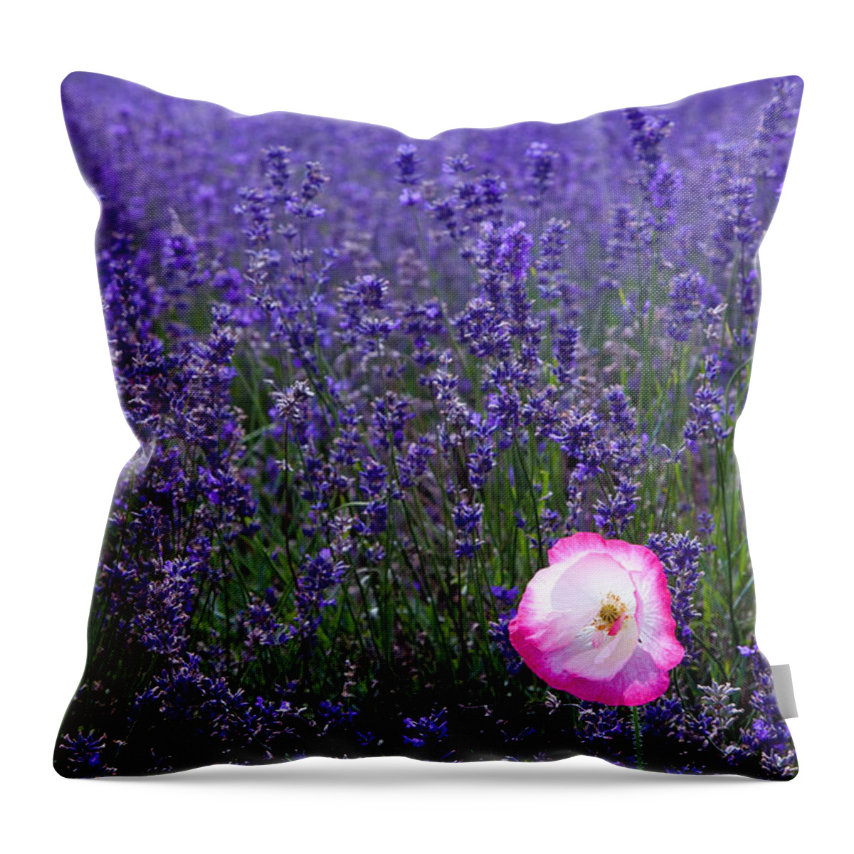  Abundance Throw Pillow featuring the photograph Lavender field with poppy by Simon Bratt