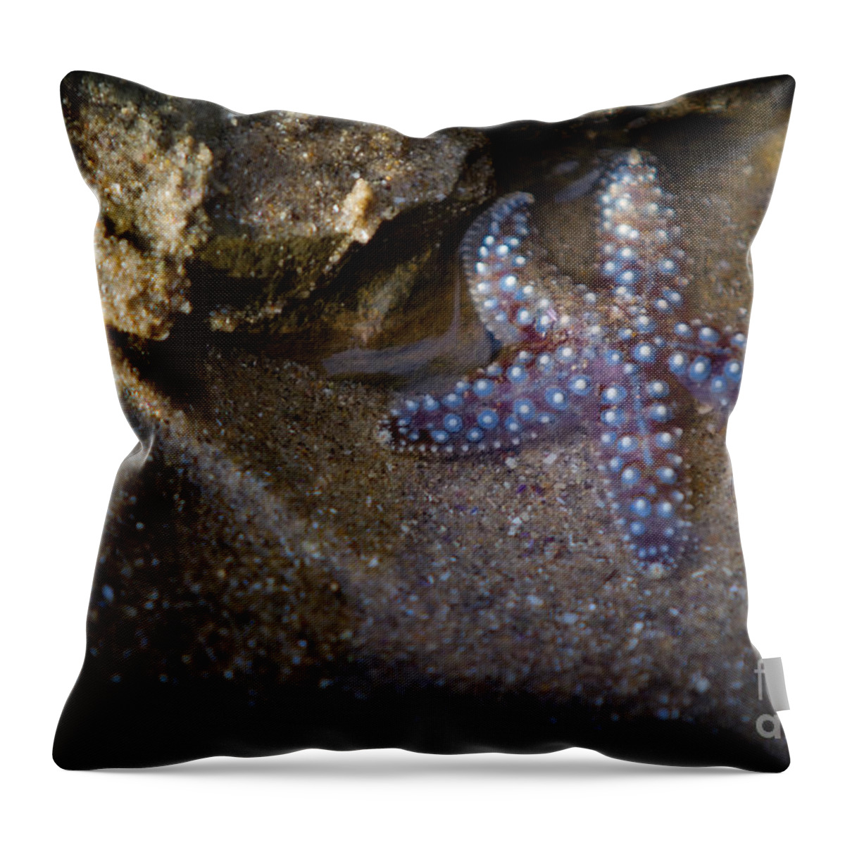 San Diego Throw Pillow featuring the photograph Lone Seastar by Doug Sturgess