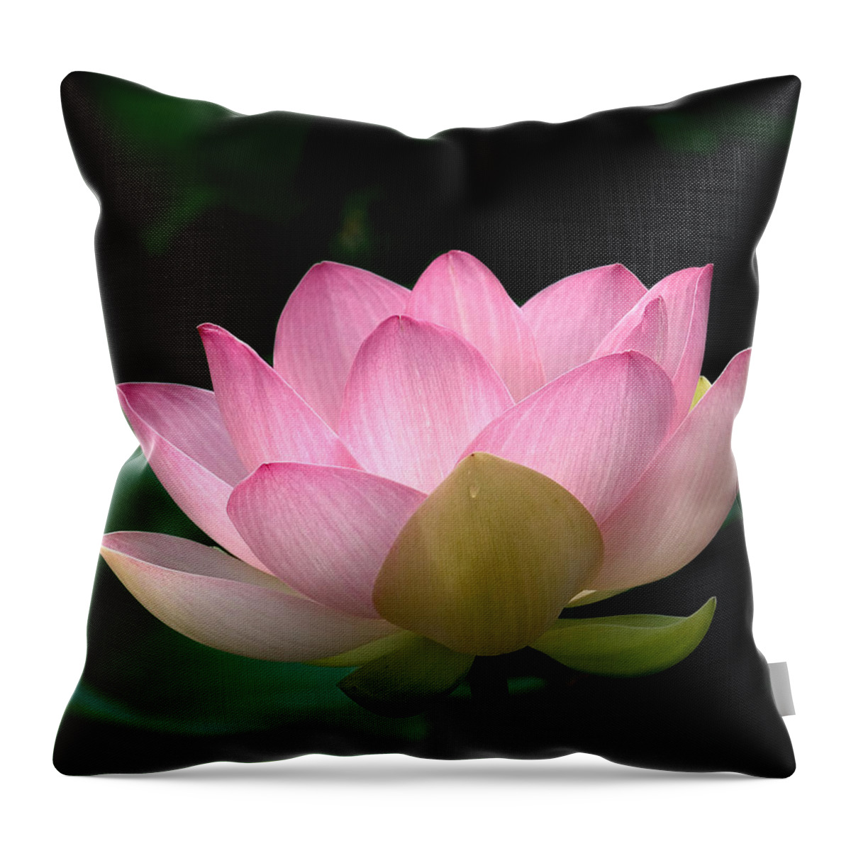 Nature Throw Pillow featuring the photograph Lotus Beauty--Blushing DL003 by Gerry Gantt