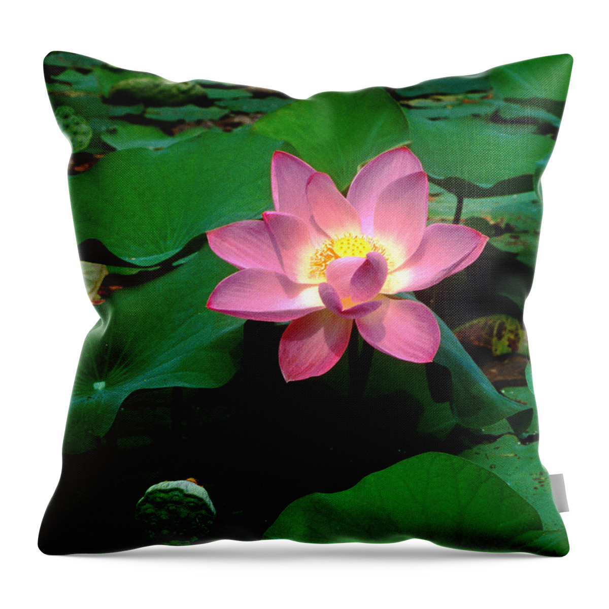 Nature Throw Pillow featuring the photograph Lotus Flower and Capsule 24A by Gerry Gantt