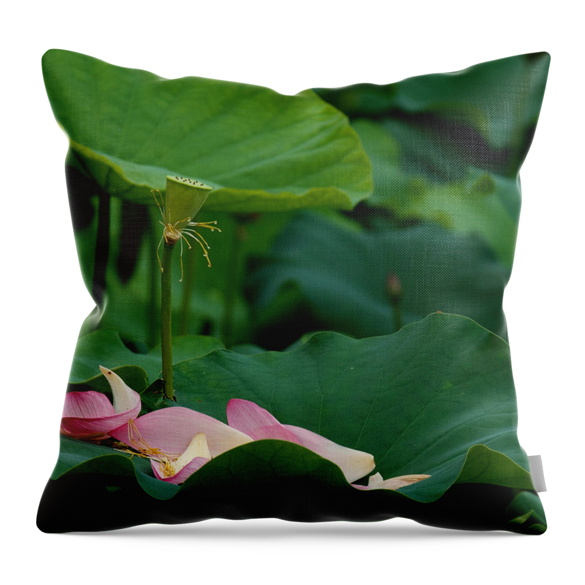 Nature Throw Pillow featuring the photograph Lotus Leaf-Castoff ii DL077 by Gerry Gantt