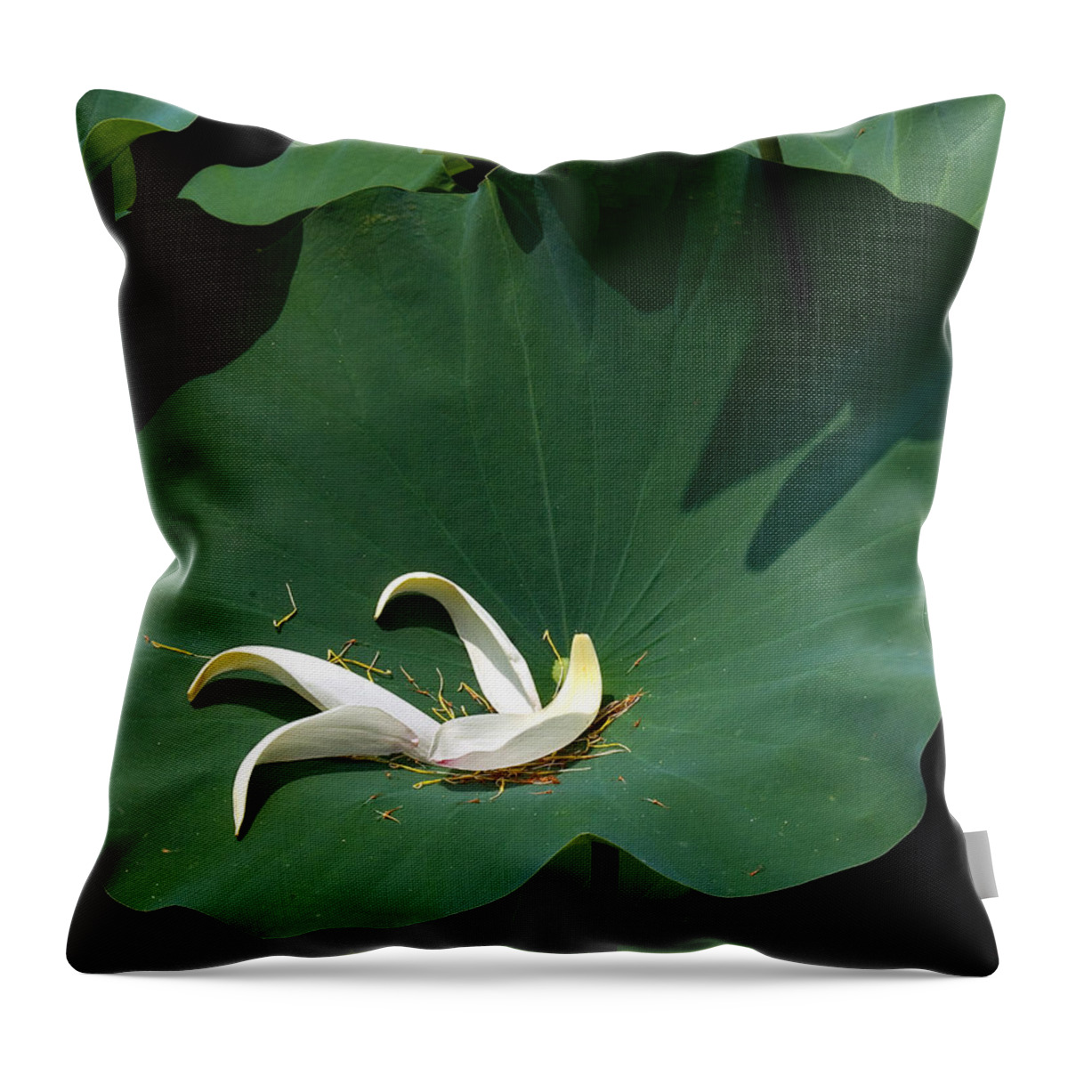 Nature Throw Pillow featuring the photograph Lotus Leaf--Castoff iii DL060 by Gerry Gantt