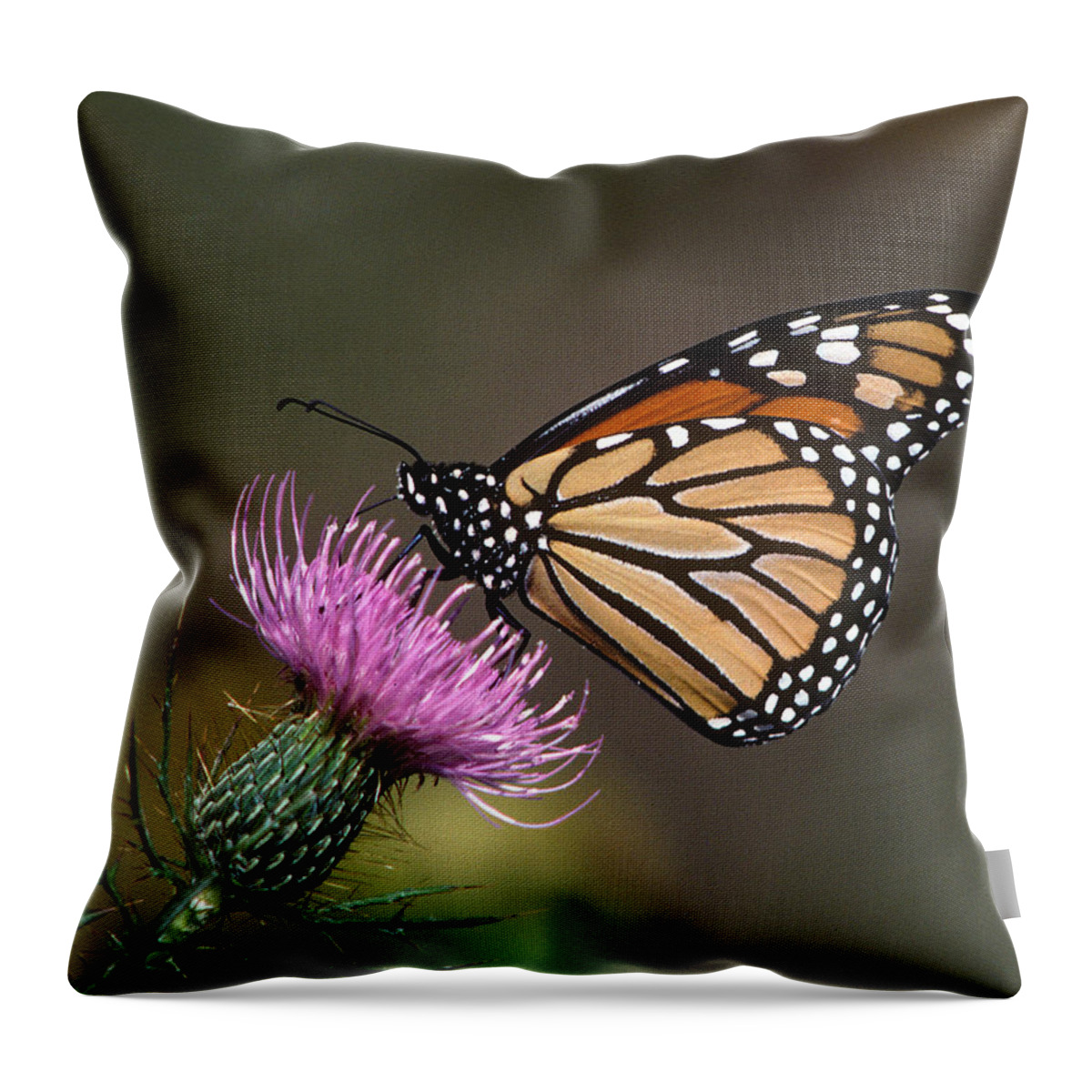 Nature Throw Pillow featuring the photograph Monarch Butterfly on Thistle 13A by Gerry Gantt