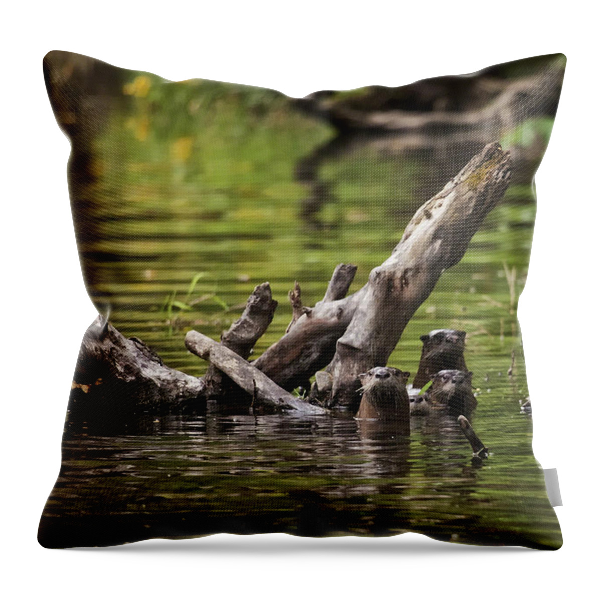 Otter Throw Pillow featuring the photograph Otter Family Portrait by Michael Dougherty