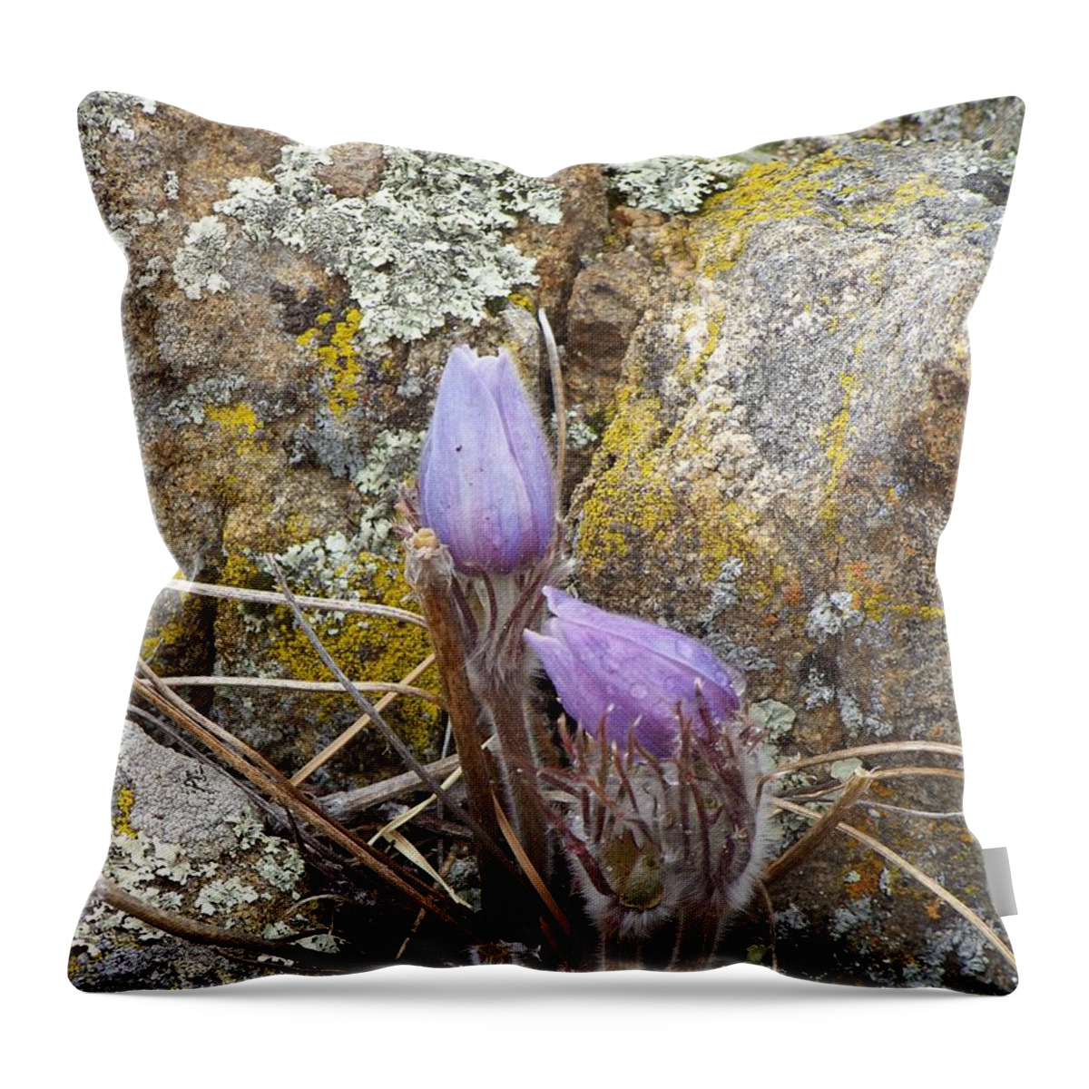 Pasque Flowers Throw Pillow featuring the photograph Pasque Flowers by Dorrene BrownButterfield