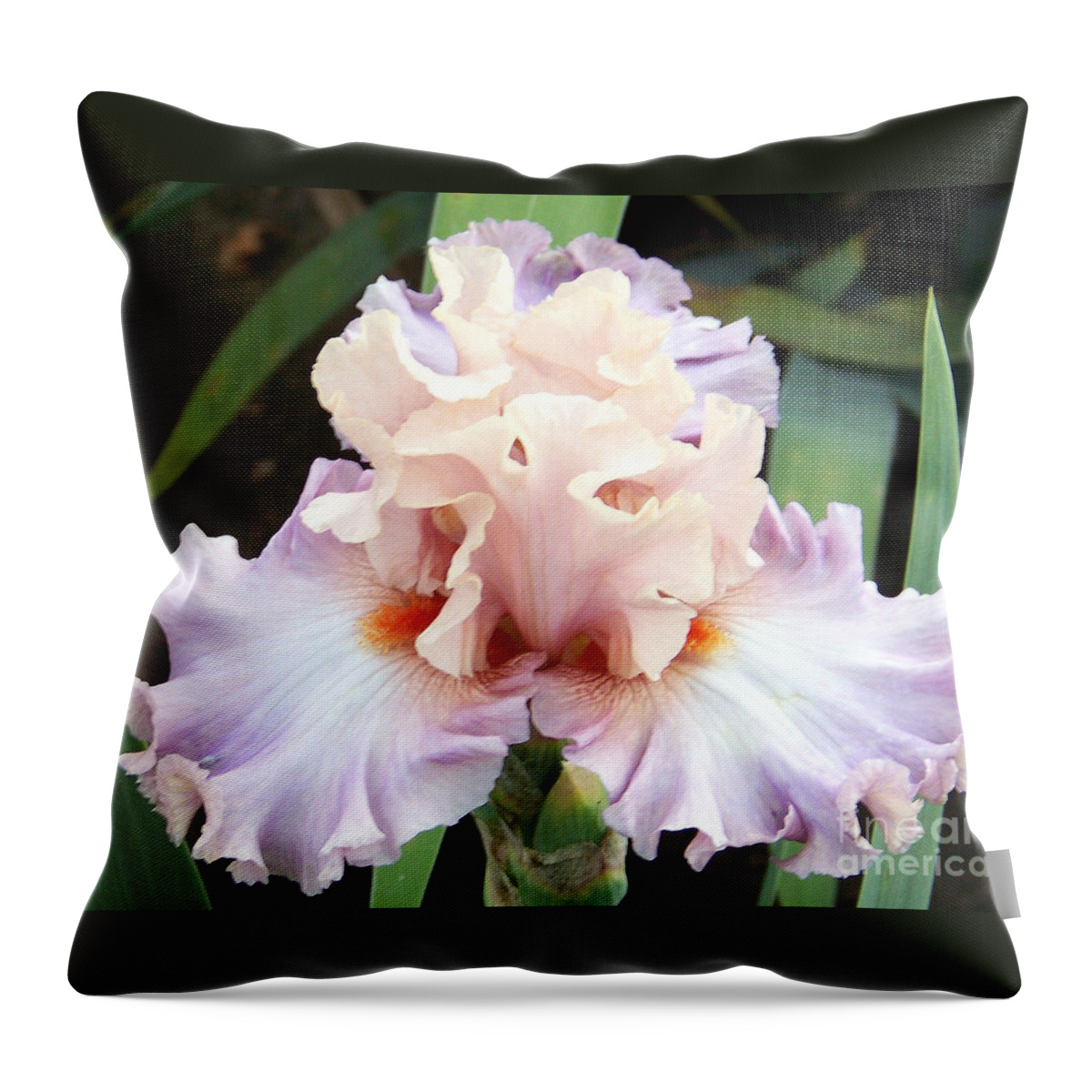 Iris Throw Pillow featuring the photograph Pastel Variations by Dorrene BrownButterfield
