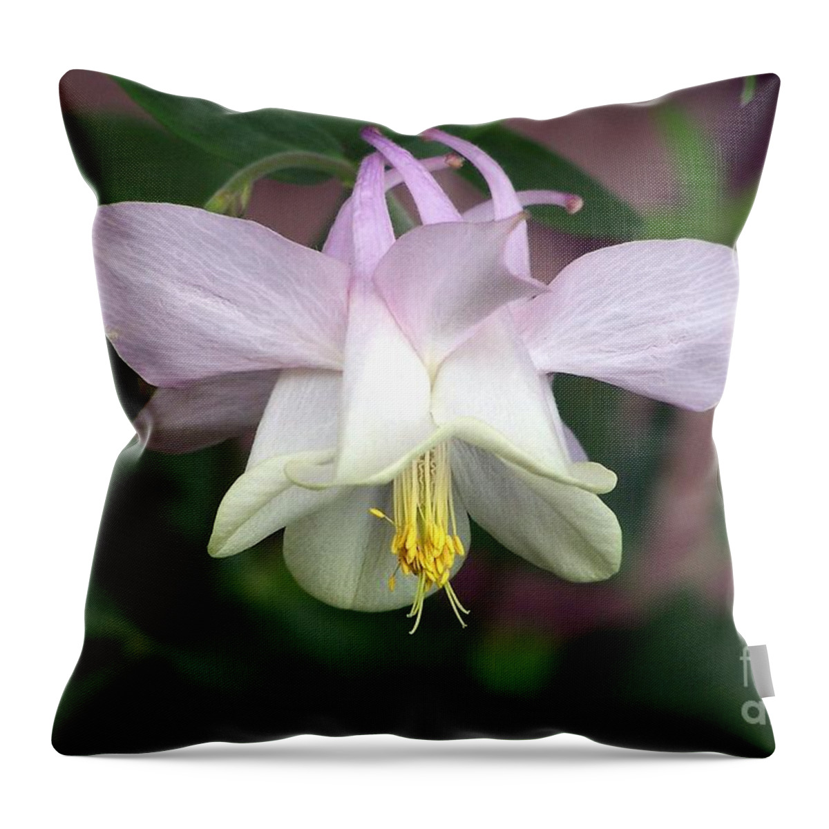 Columbine Throw Pillow featuring the photograph Pink Perfection by Dorrene BrownButterfield