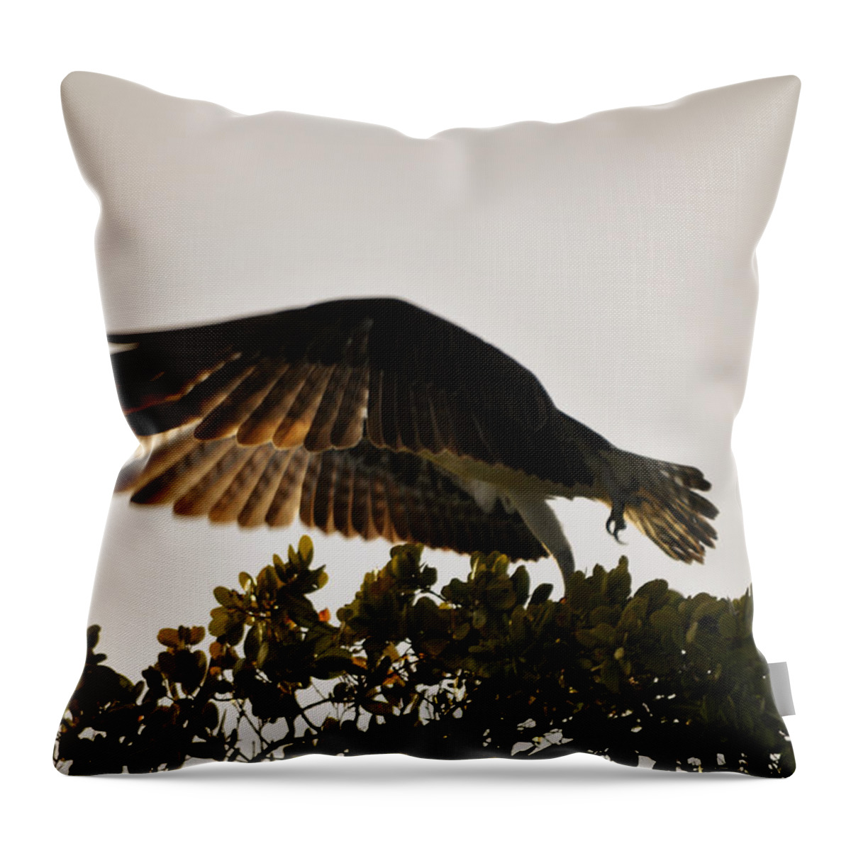 Osprey Taking Flight Throw Pillow featuring the photograph Poetry in Motion by Christine Stonebridge