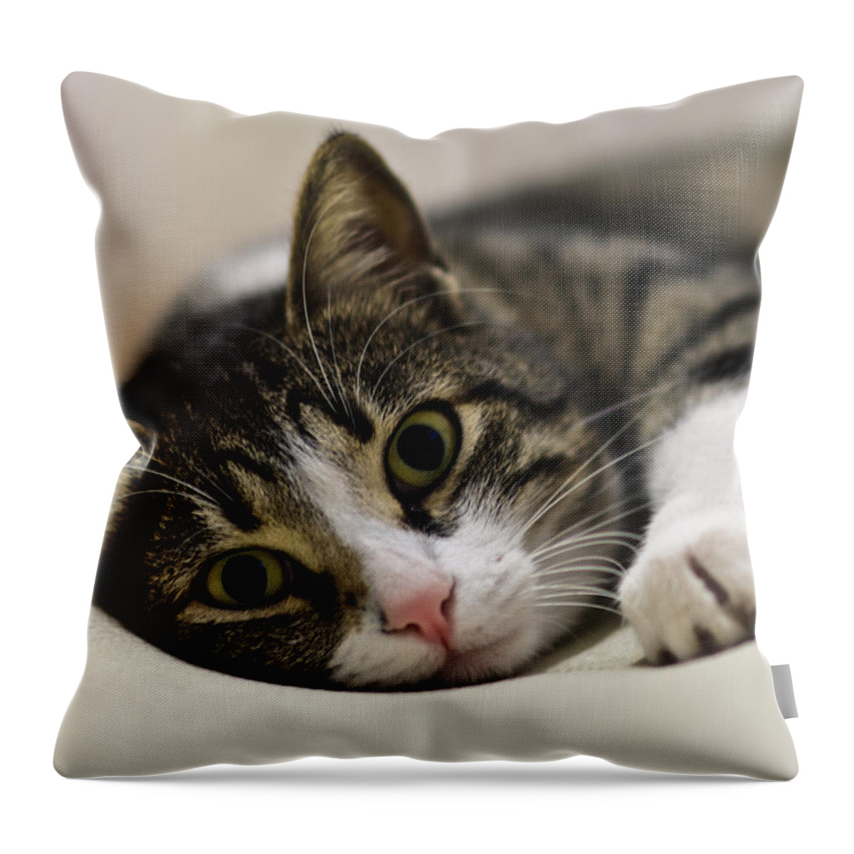 Brown Throw Pillow featuring the photograph Portrait of a cat by Michael Goyberg