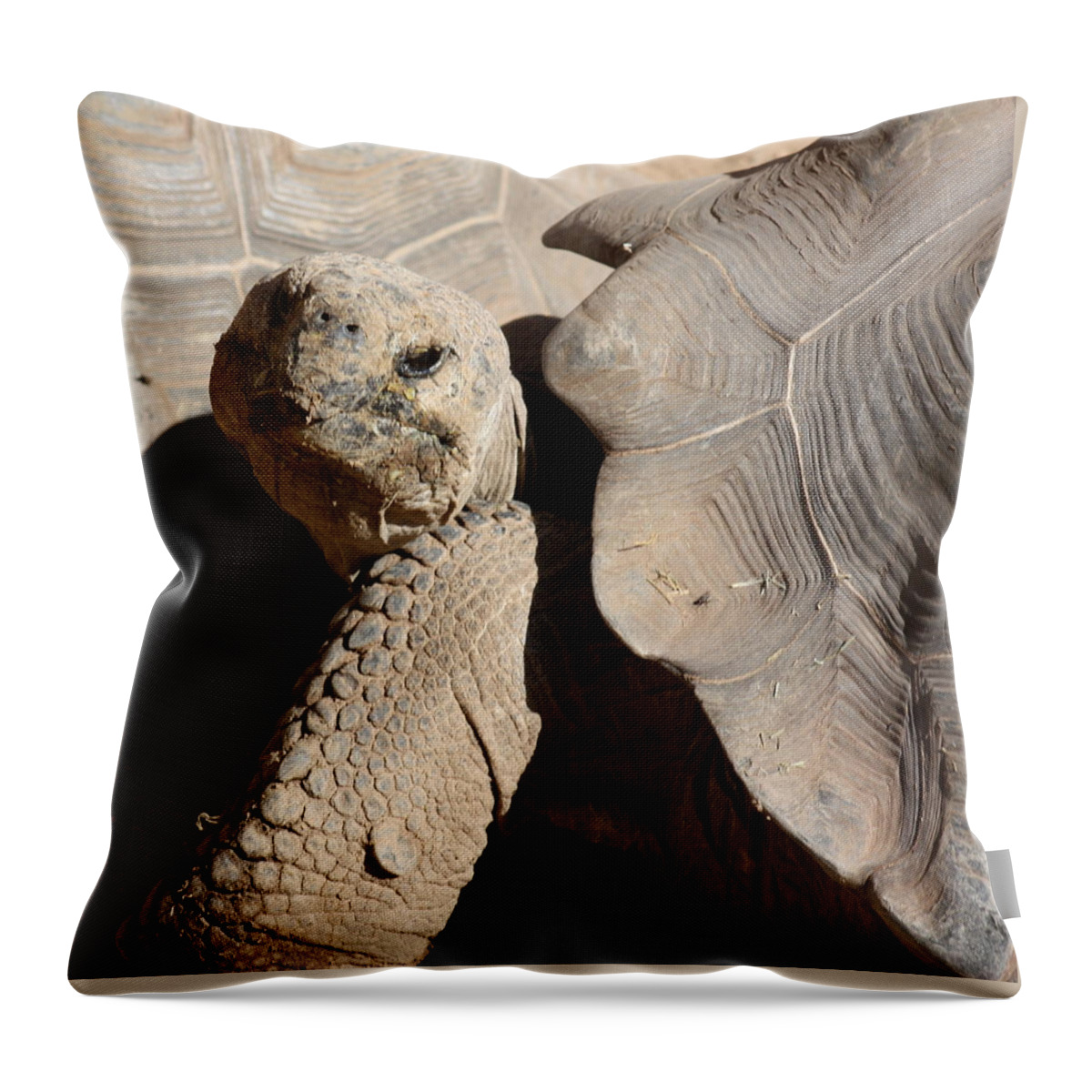 Tortoise Throw Pillow featuring the photograph Posing For Pictures by Kim Galluzzo Wozniak