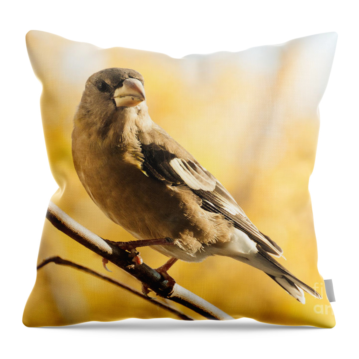 Grosbeak Throw Pillow featuring the photograph Pretty in Yellow by Cheryl Baxter