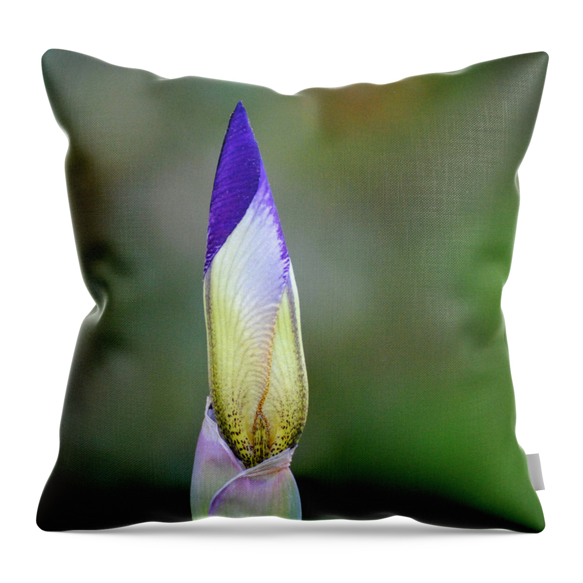 Beautiful Iris Throw Pillow featuring the photograph Purple and Yellow Iris Flower Bud by Jai Johnson