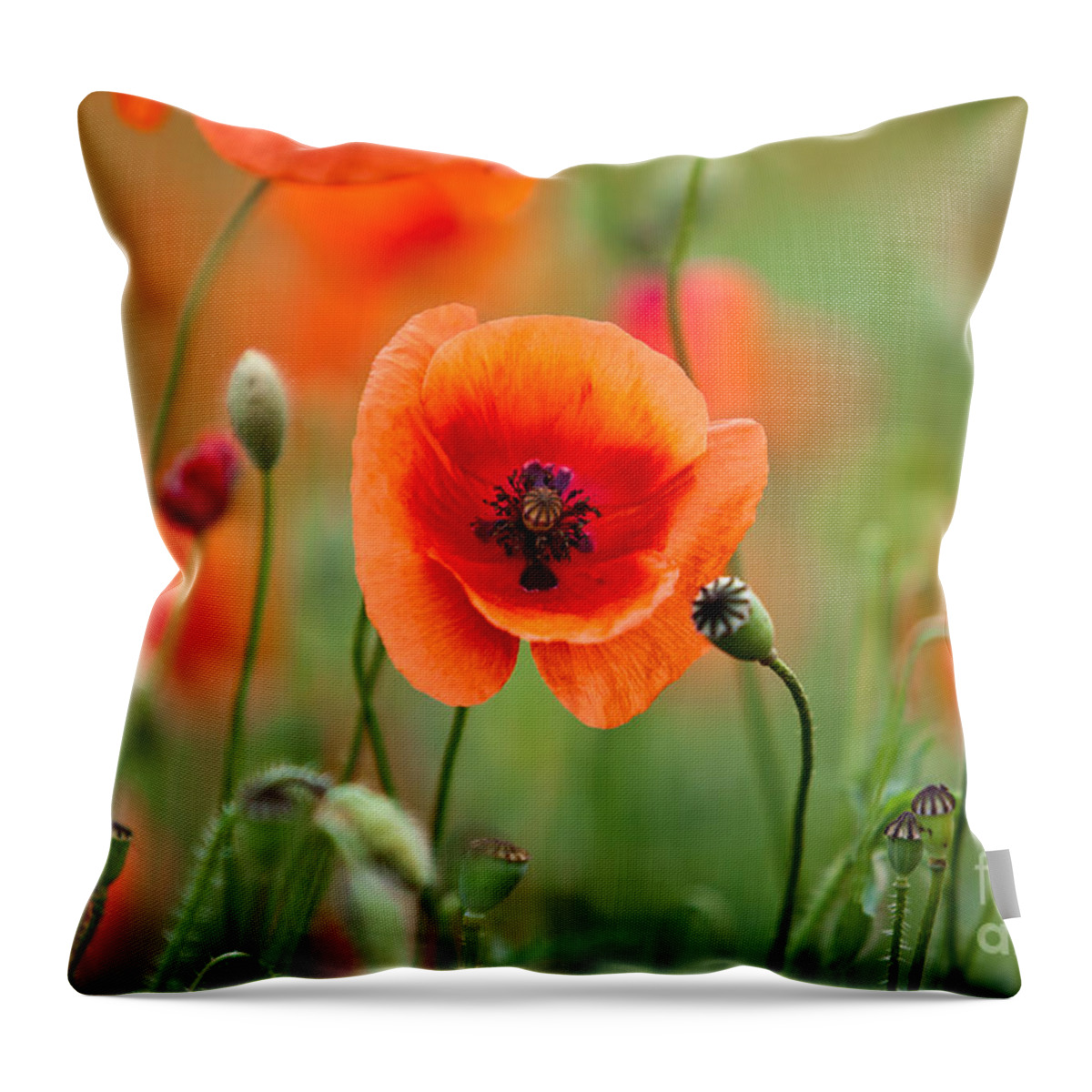 Poppy Throw Pillow featuring the photograph Red Corn Poppy Flowers 07 by Nailia Schwarz