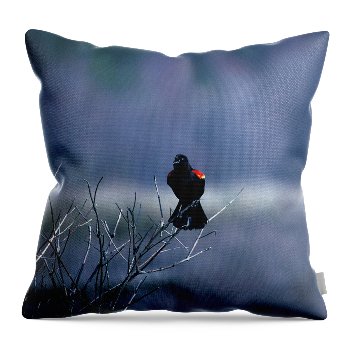 Nature Throw Pillow featuring the photograph Red-wings Morning Call 10O by Gerry Gantt