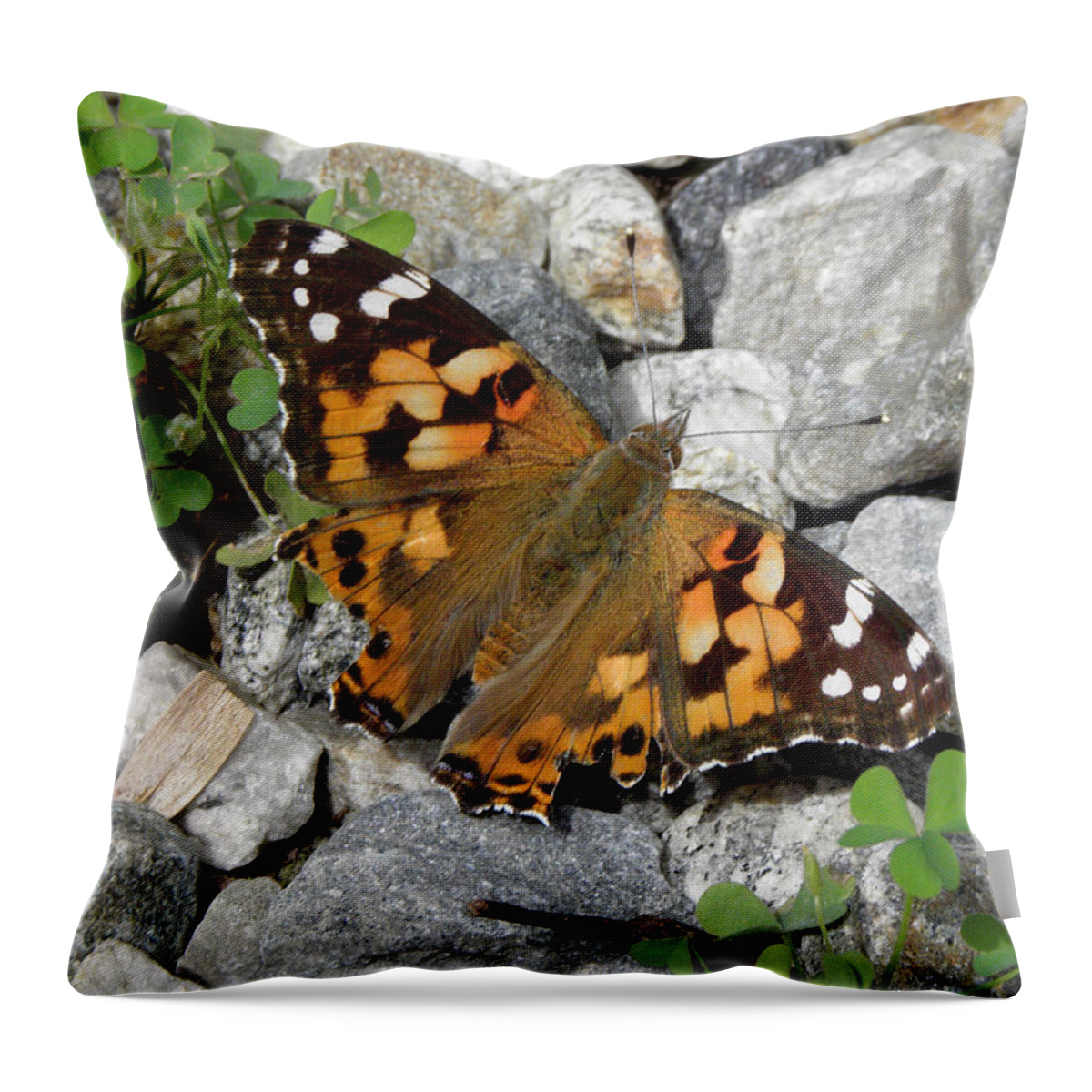Butterfly Throw Pillow featuring the photograph Resting On Rocky Clovers by Kim Galluzzo Wozniak