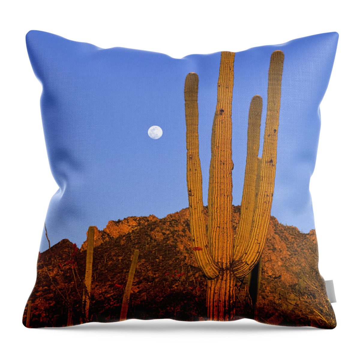 Mp Throw Pillow featuring the photograph Saguaro Carnegiea Gigantea Cactus by Konrad Wothe