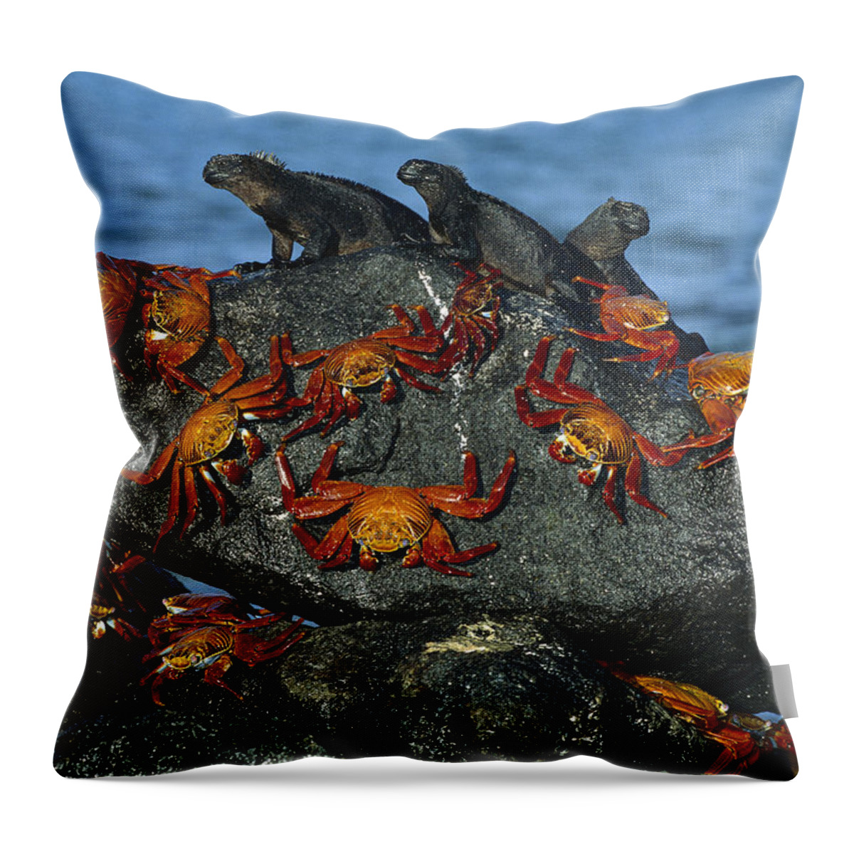 Mp Throw Pillow featuring the photograph Sally Lightfoot Crab Grapsus Grapsus by Tui De Roy