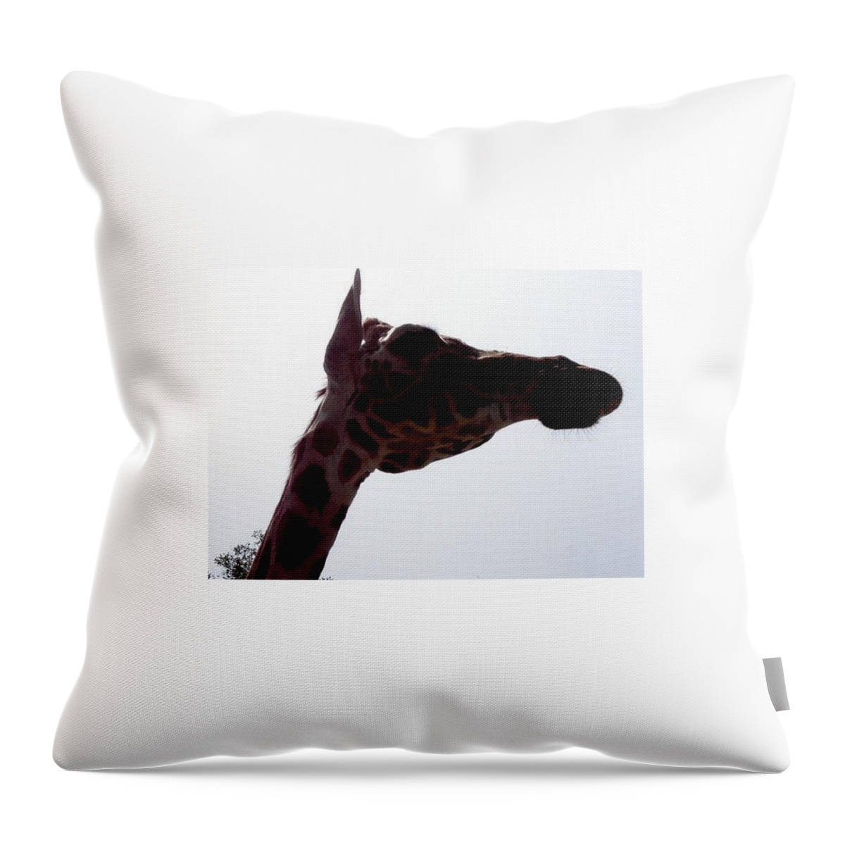 Giraffe Throw Pillow featuring the photograph Stretch by Kim Galluzzo Wozniak