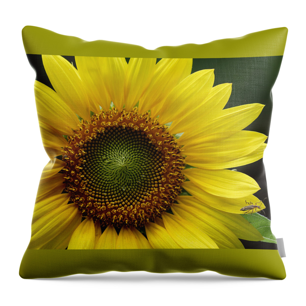 Helianthus Annuus Throw Pillow featuring the photograph Sunflower With Insect by Daniel Reed