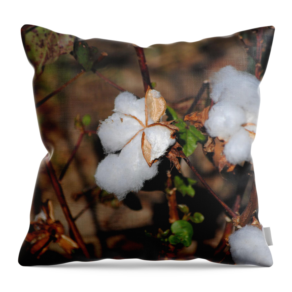 Brown Throw Pillow featuring the photograph Tennessee Cotton I by Jai Johnson