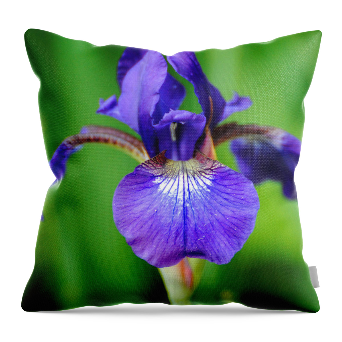 Beautiful Throw Pillow featuring the photograph Tiny Purple Iris by Jai Johnson