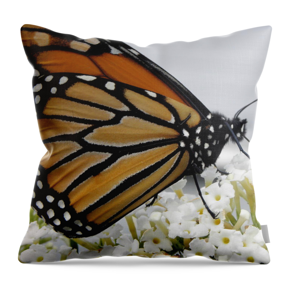 Monarch Throw Pillow featuring the photograph Up Close And Personal by Kim Galluzzo Wozniak